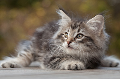 Marvin - 8 weeks old