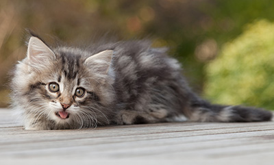 Marvin - 8 weeks old