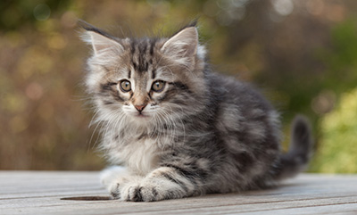 Marvin - 8 weeks old