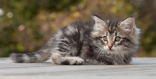 Marvin - 8 weeks old