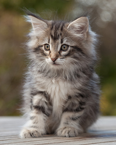 Marvin - 8 weeks old