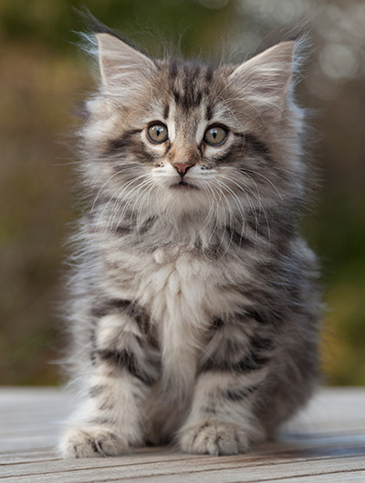 Marvin - 8 weeks old