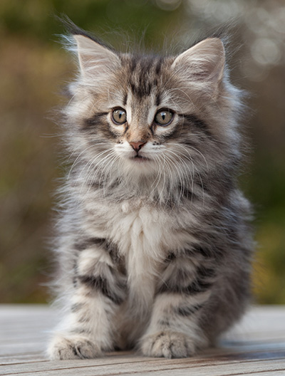 Marvin - 8 weeks old