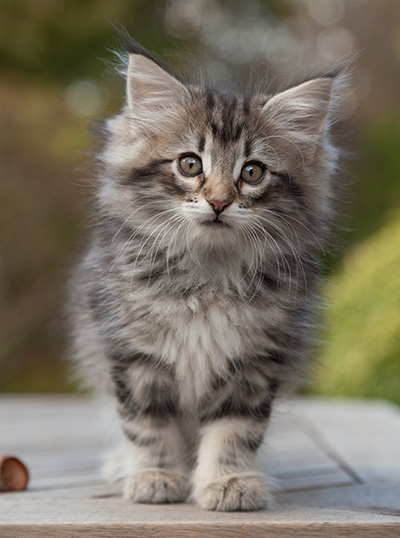 Marvin - 8 weeks old