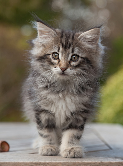 Marvin - 8 weeks old