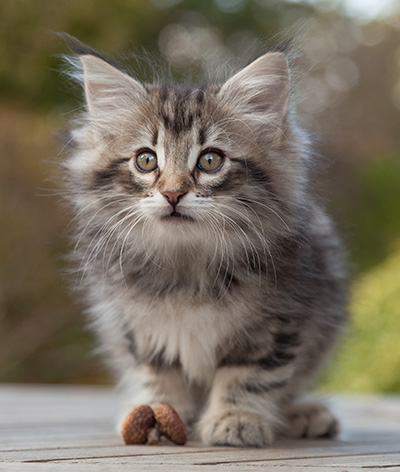 Marvin - 8 weeks old