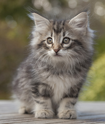 Marvin - 8 weeks old