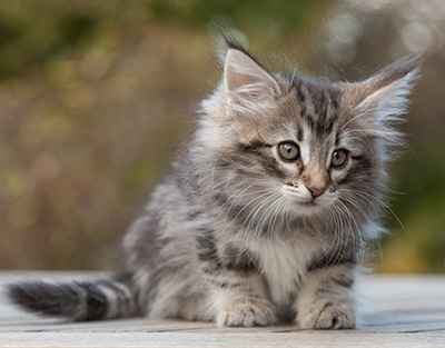 Marvin - 8 weeks old