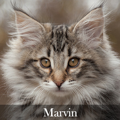 Marvin