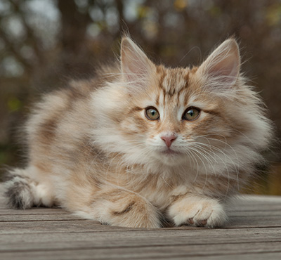 Merope - 12 weeks old