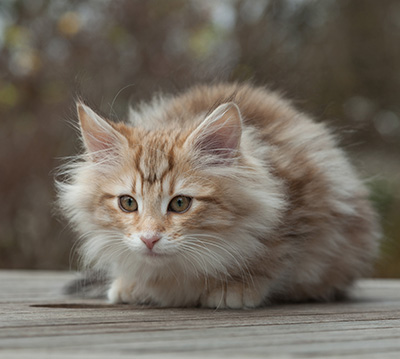 Merope - 12 weeks old