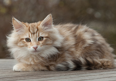 Merope - 12 weeks old