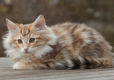 Merope - 12 weeks old