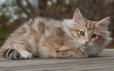 Merope - 12 weeks old