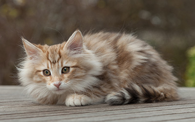 Merope - 12 weeks old