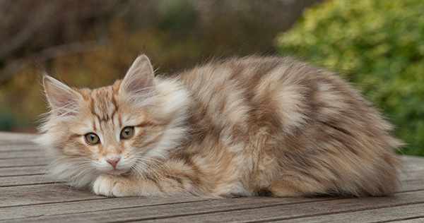Merope - 12 weeks old