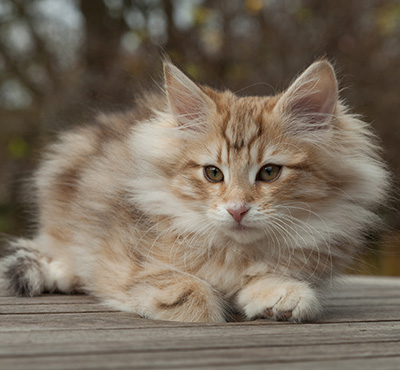 Merope - 12 weeks old