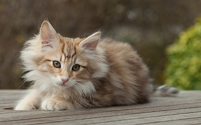 Merope - 12 weeks old