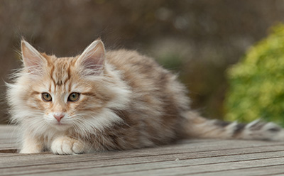 Merope - 12 weeks old