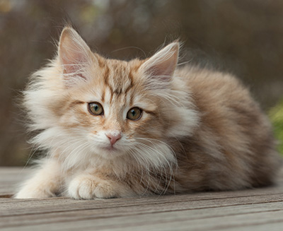 Merope - 12 weeks old