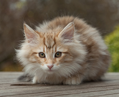 Merope - 12 weeks old