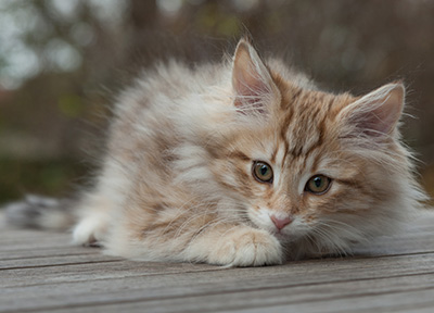 Merope - 12 weeks old