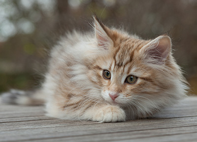 Merope - 12 weeks old