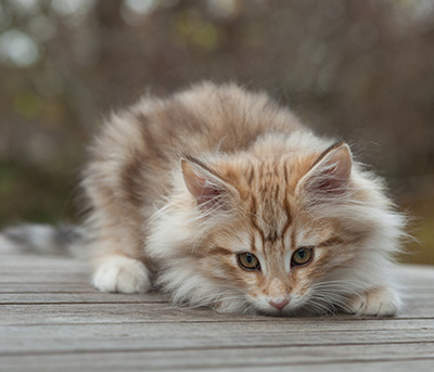 Merope - 12 weeks old