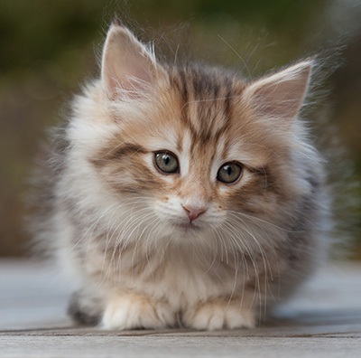 Merope - 8 weeks old