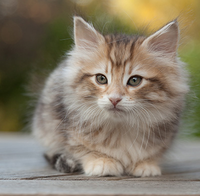Merope - 8 weeks old