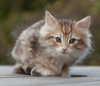 Merope - 8 weeks old