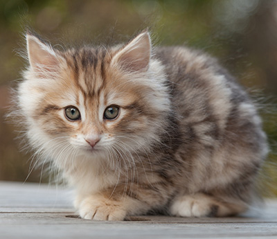 Merope - 8 weeks old