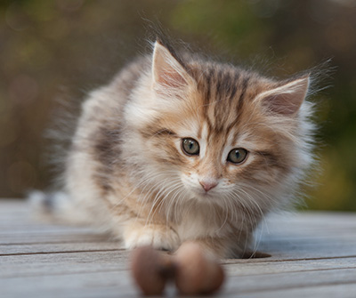 Merope - 8 weeks old