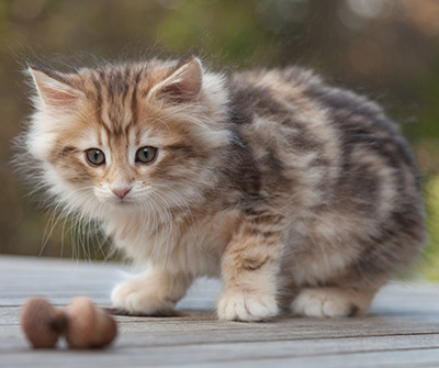 Merope - 8 weeks old