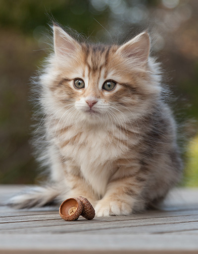 Merope - 8 weeks old