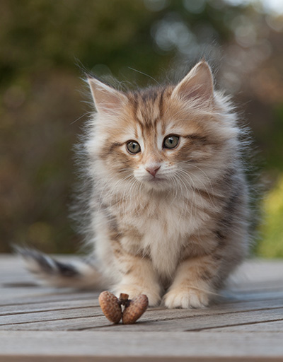 Merope - 8 weeks old