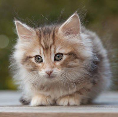 Merope - 8 weeks old