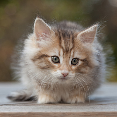 Merope - 8 weeks old