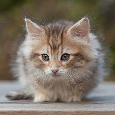 Merope - 8 weeks old