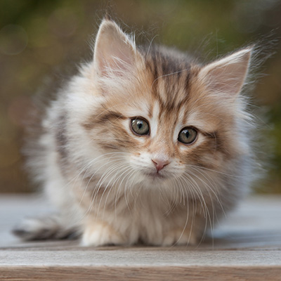 Merope - 8 weeks old