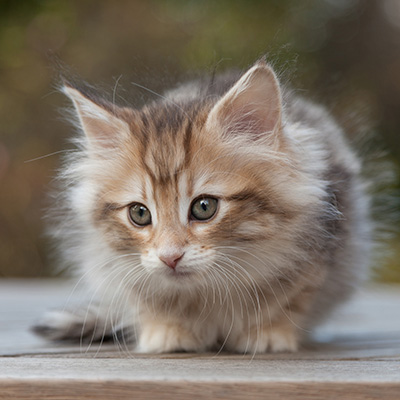 Merope - 8 weeks old