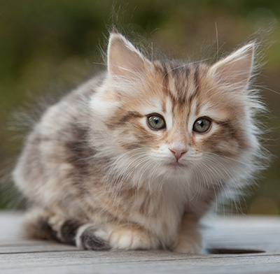 Merope - 8 weeks old