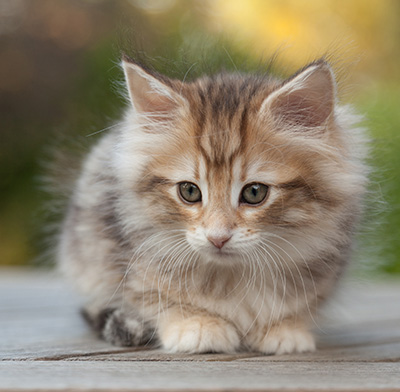 Merope - 8 weeks old