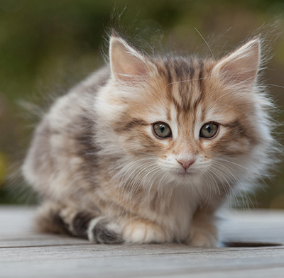 Merope - 8 weeks old