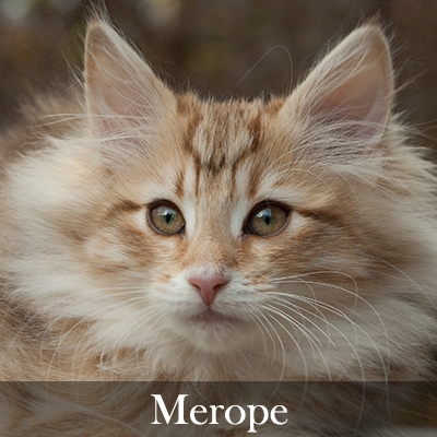 Merope