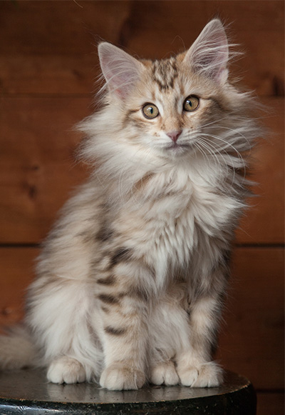 Janeth - 12 weeks old