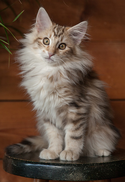 Janeth - 12 weeks old