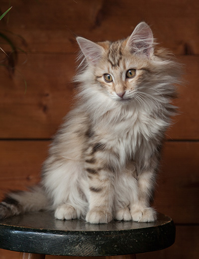 Janeth - 12 weeks old