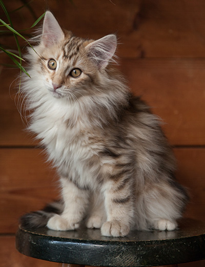 Janeth - 12 weeks old