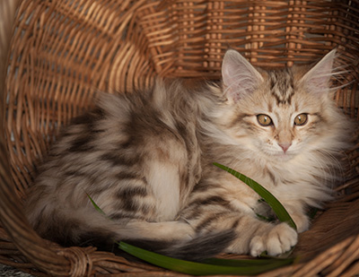 Janeth - 12 weeks old